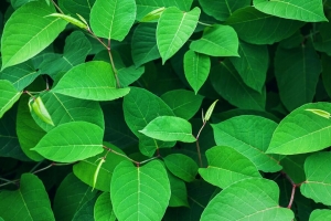 树叶 树枝 植物 宏 绿色 4k壁纸 3840x2160