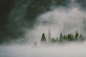 迷雾森林banner