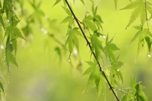 树叶 树枝 水滴 雨 绿色 4k壁纸 3840x2160
