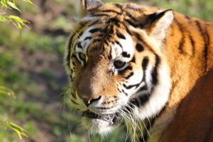 老虎 大猫 一瞥 捕食者 动物 4k壁纸 3840x2160