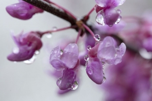紫荆 花 花瓣 滴 粉红色 4k壁纸 3840x2160