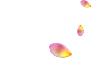 彩色花瓣