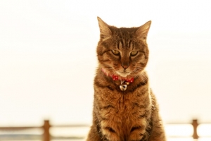 猫 项圈 铃铛 一瞥 宠物 4k壁纸 3840x2160
