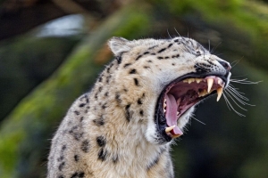 猎豹 大猫 捕食者 獠牙 4k壁纸 3840x2160