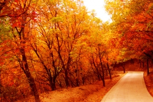 枫林道路背景