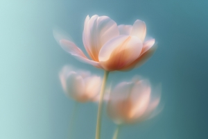 梦里花唯美4K风景高清壁纸3840x2400免费下载