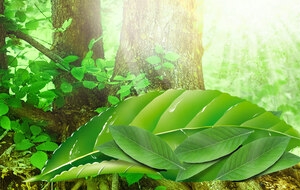 梦幻树林背景
