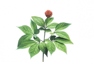 人参带叶花元素