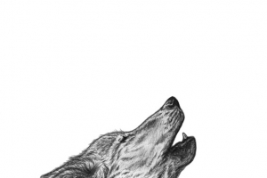 狼