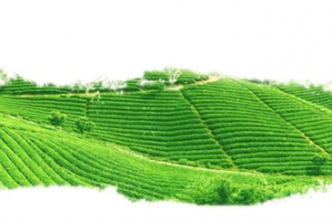 水墨风绿色茶田