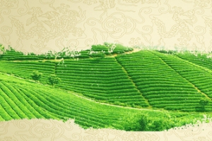 茶叶泼墨茶田背景banner