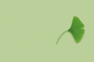护眼银杏叶3440x1440壁纸