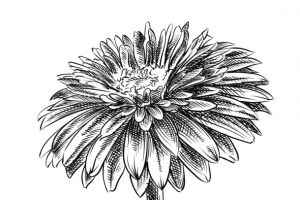 手绘黑白菊花矢量图