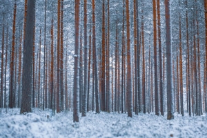 森林 树木 冬天 雪 极简主义 4k壁纸 3840x2160