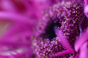 非洲菊 花 花瓣 微距 粉红色 4k壁纸 3840x2160
