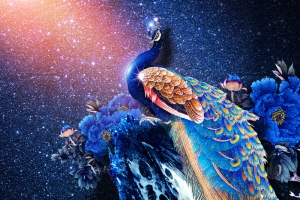 星空孔雀背景