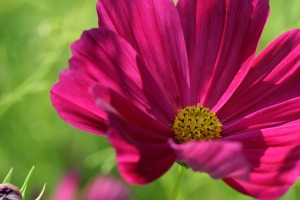  kosmeya 花 花瓣 宏观 4k壁纸 3840x2160