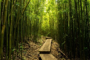 木质底板加竹林