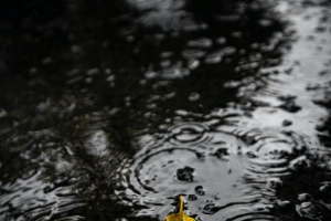 淫雨霏霏 风雨如磐