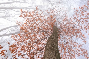 树 树干 树冠 雾 树枝 树叶 4k壁纸 3840x2160