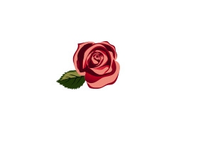 玫瑰花