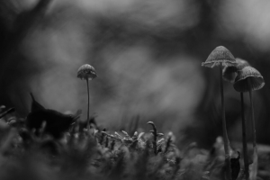 蘑菇 黑白 宏 苔藓 模糊 4k壁纸 3840x2160