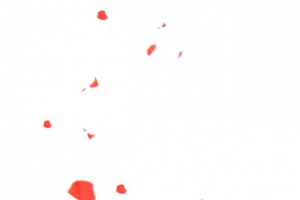 飘零的红色花瓣