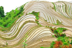 广西龙脊梯田高清PNG透明背景摄影风景设计素材免费下载