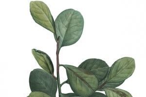绿色植物叶子枝叶