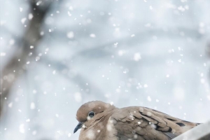 在雪天中的鸟