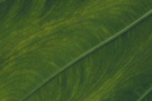 静脉 叶 宏观 绿色 植物 4k壁纸 3840x2160