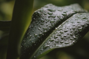 叶子 水滴 水 植物 4k壁纸 3840x2160