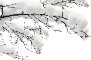 雪落枝头