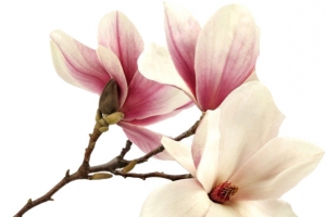 中国风插画素材紫玉兰和白玉兰