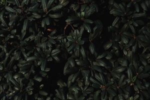 树叶 树枝 深色 植物 绿色 4k壁纸 3840x2160