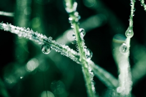 草 露水 水滴 宏观 4k壁纸 3840x2160