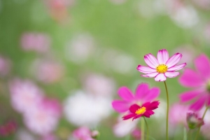  kosmeya 花 花瓣 宏观 4k壁纸 3840x2160