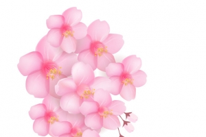 唯美樱花装饰免扣素材