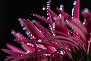 花瓣 水滴 散焦 花 宏观 4k壁纸 3840x2160
