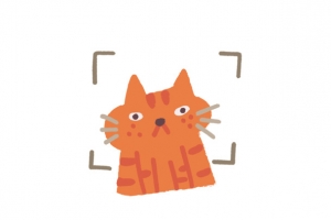 猫，可爱，动物，温柔