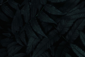 叶子 深色 植物 雕刻 灌木 4k壁纸 3840x2160