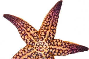 紫色纹路海星