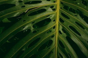  monstera 植物 绿色 树叶 4k壁纸 3840x2160