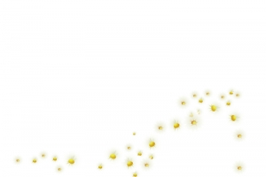白色小菊花