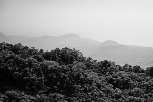 树木 丘陵 雾 黑白 自然 4k壁纸 3840x2160