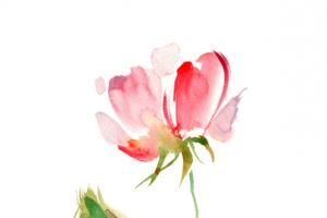 花开水彩高清PNG透明情人节节日元素设计素材免费下载