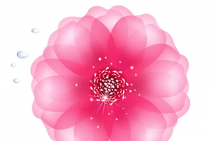 粉色的花