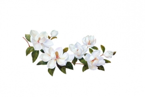 白色栀子花