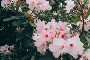 花朵 粉红色 开花 植物 树枝 树叶 4k壁纸 3840x2160