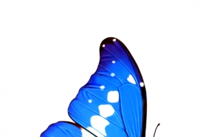 蓝色梦幻光效蝴蝶装饰
